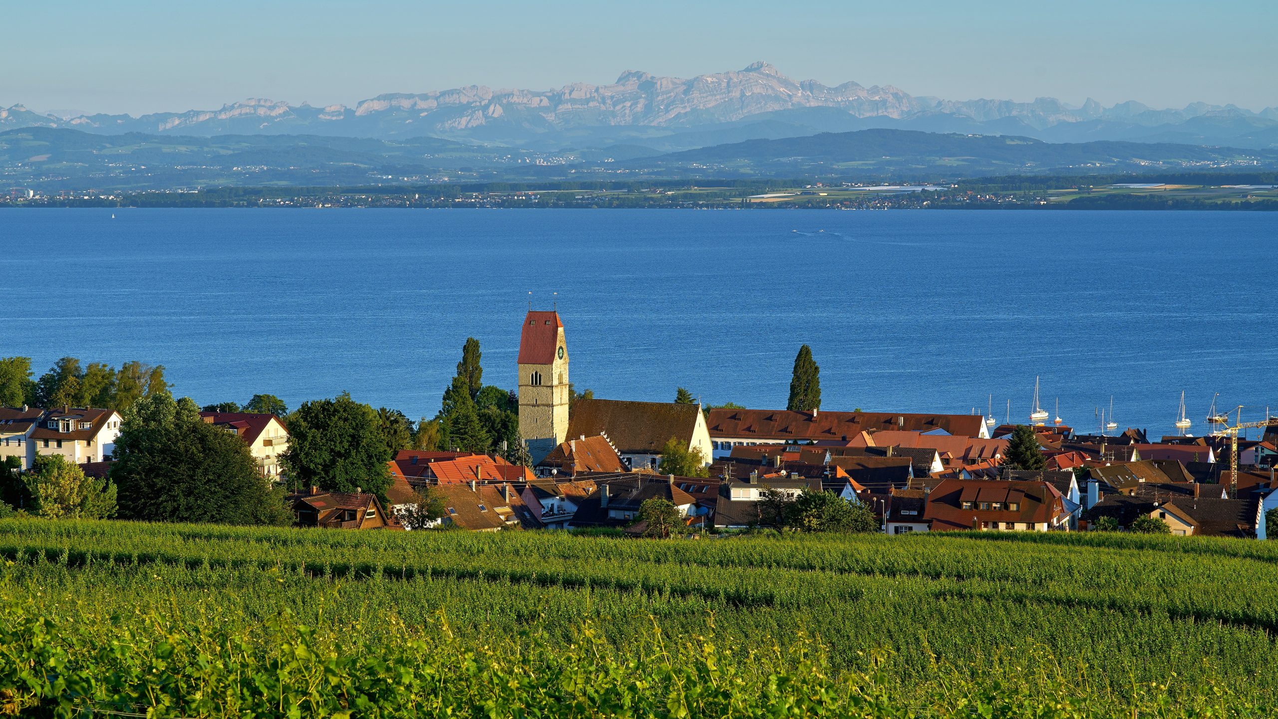 Größter Wels der Welt – Symbolbild: Bodensee bei Hagnau