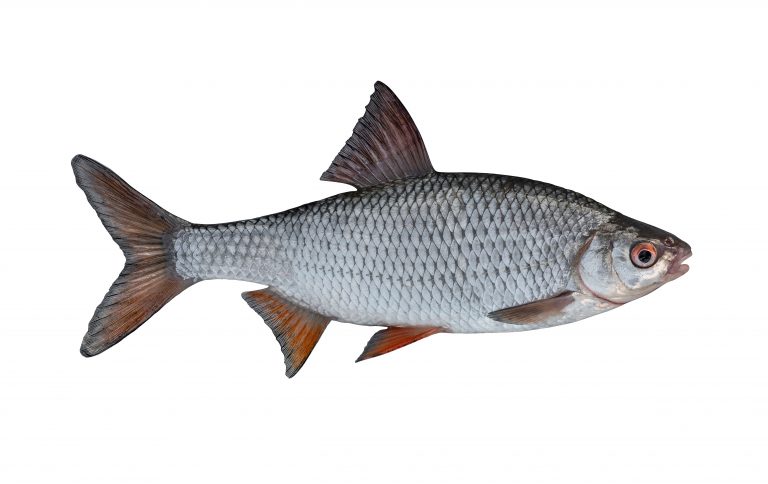 Posenmontage für Friedfisch: Rotauge, typischer Zielfisch der feinen Pose