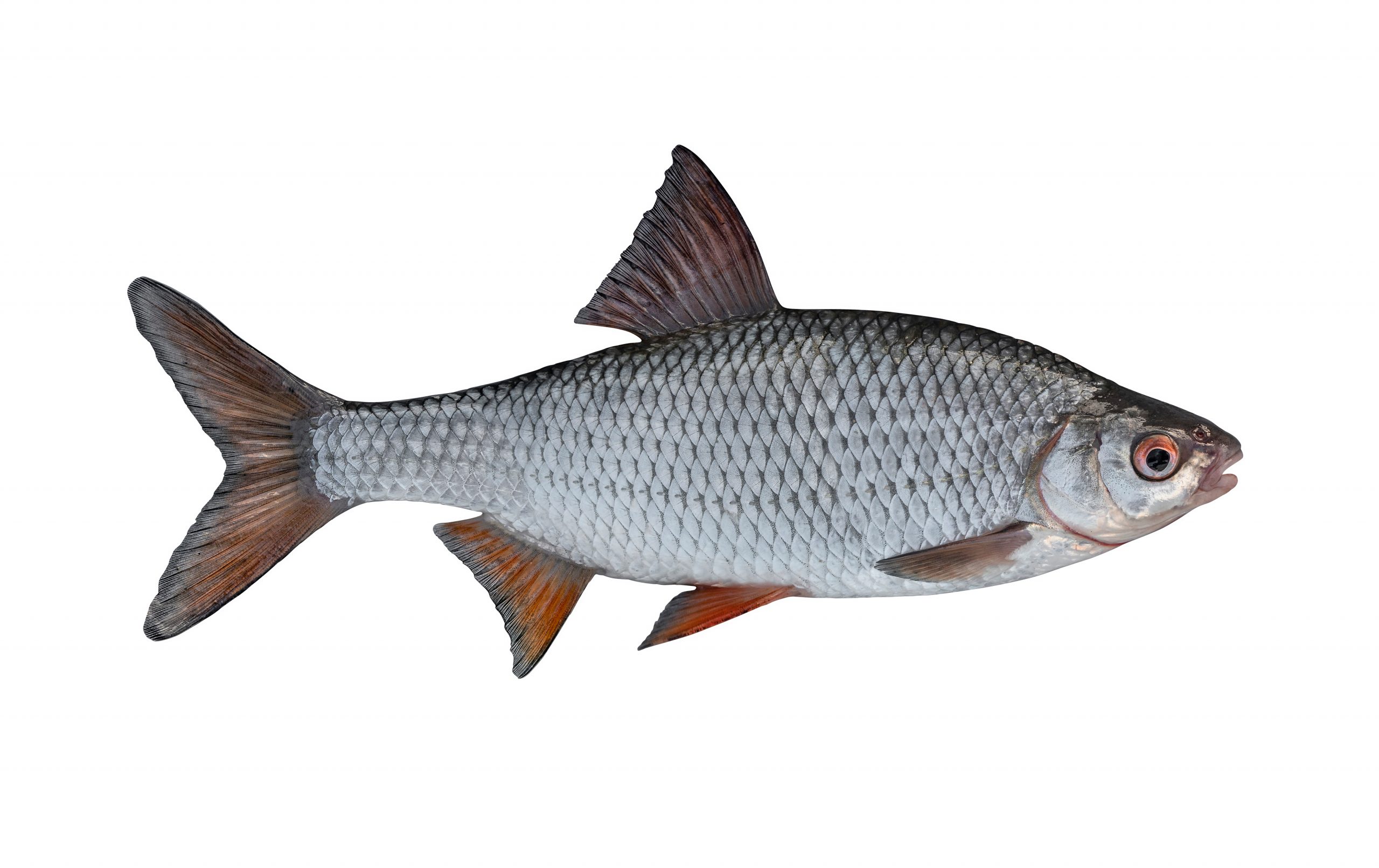 Posenmontage für Friedfisch: Rotauge, typischer Zielfisch der feinen Pose