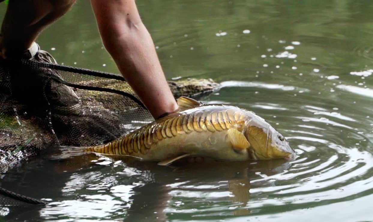 Verantwortungsvolles Angeln und Fisch schonend zurücksetzen
