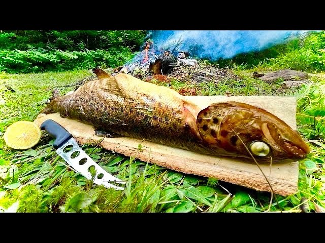 Wilde LACHSE Fangen Töten & Essen !!!