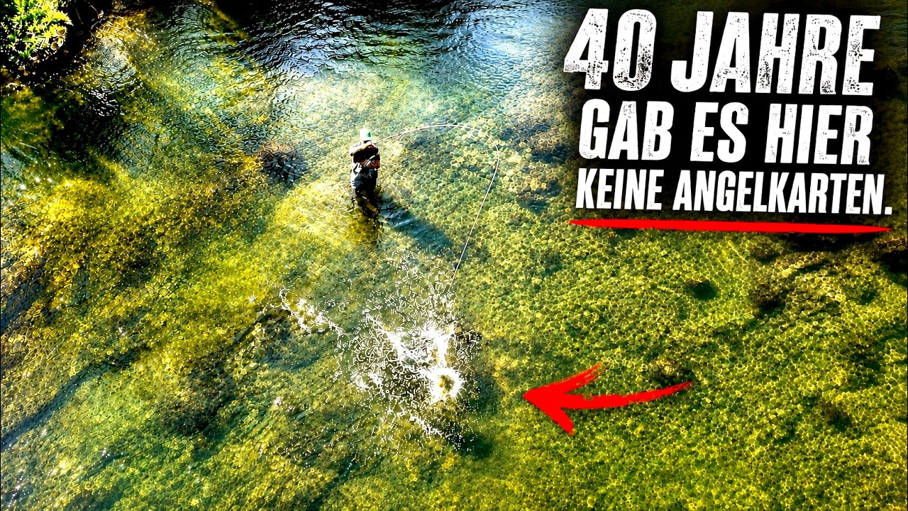 Wathose im Einsatz: Angler steht im klaren, flachen Fluss (Donau)